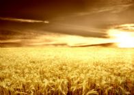 Campo de trigo dorado